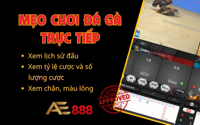 Mẹo Chơi AE888 Đá Gà Trực Tiếp