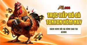 trực tiếp đá gà tonhon